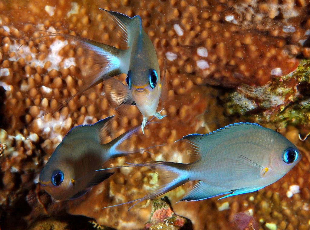 Pycnochromis amboinensis Ambon chromis New Caledonia large yellow spot at the pectoral-fin base