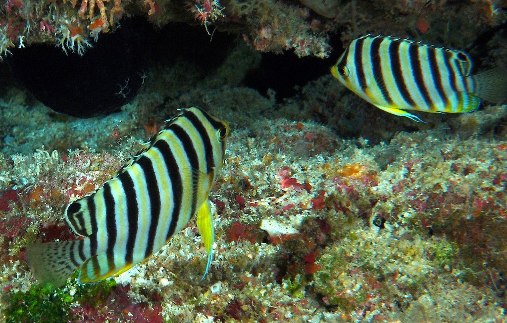 Centropyge multifasciata Barred angelfish New Caledonia