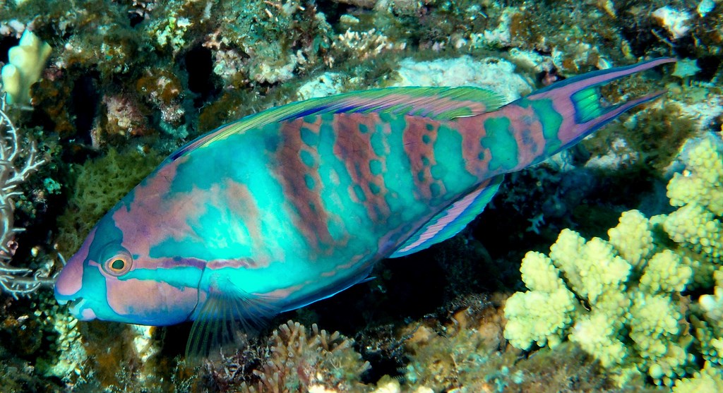 Scarus longipinnis Highfin parrotfish New Caledonia Scaridae Family