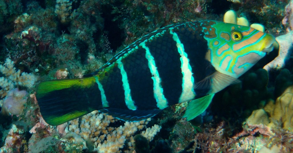 Hemigymnus fasciatus Barred thicklip New Caledonia