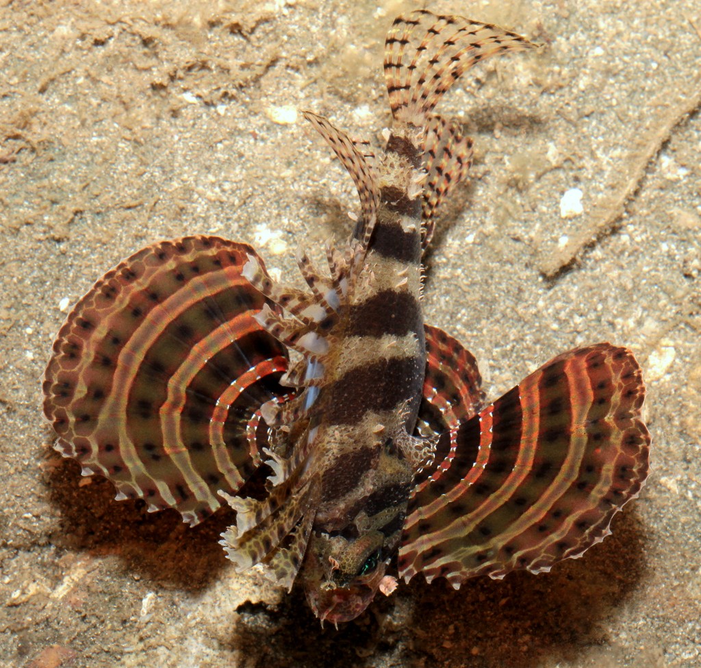 Neochirus brachyptera Dendrochirus brachypterus Ptérois nain Nouvelle-Calédonie Corps rouge à brun charnu, comprimé latéralement