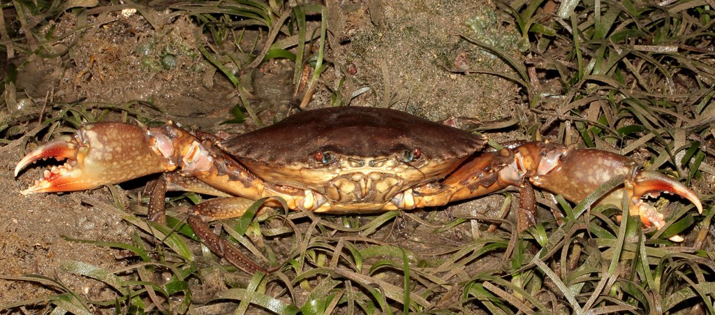 Scylla serrata giant mud crab mangrove New Caledonia