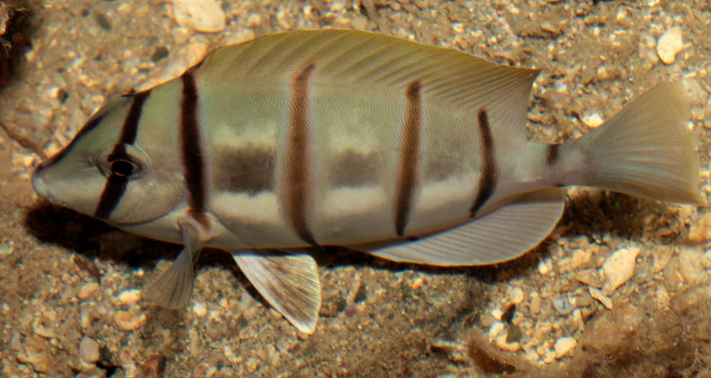 Acanthurus triostegus Chirurgien-bagnard Nouvelle-Calédonie Poisson ovale au corps élevé et comprimé latéralement