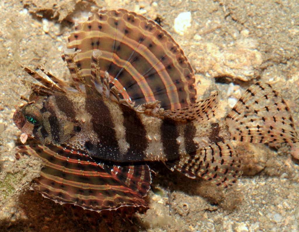 Neochirus brachyptera Dendrochirus brachypterus シマヒメヤマノカミ ニューカレドニア