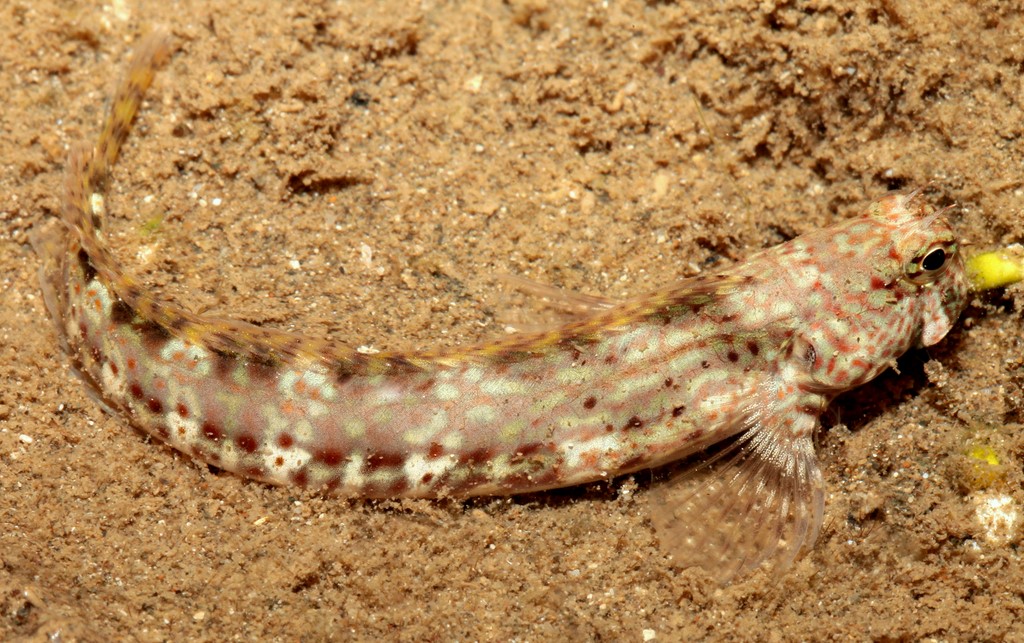 Istiblennius dussumieri Streaky rockskipper New Caledonia rocky intertidal shorelines