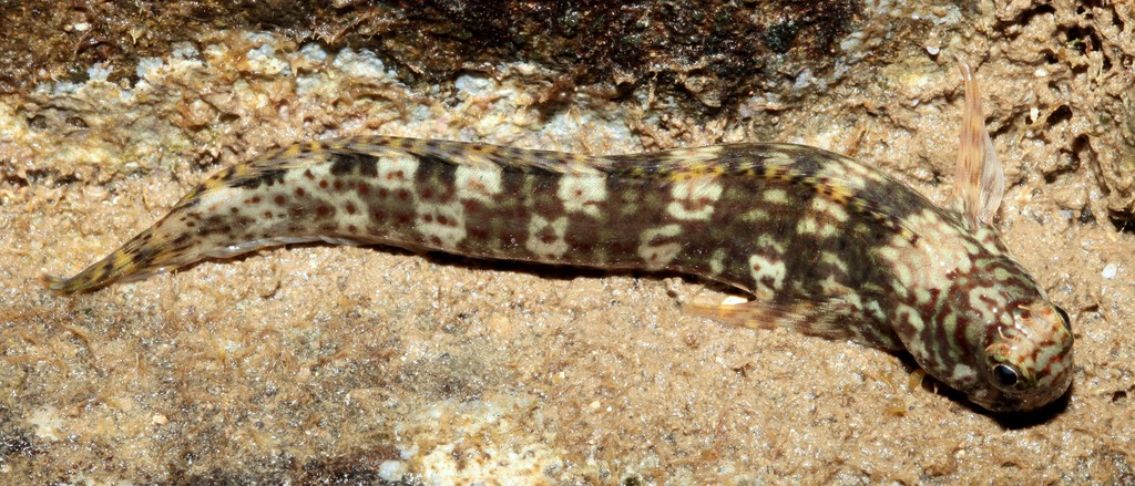 Istiblennius dussumieri Kaeruuomodoki  カエルウオモドキ ニューカレドニア