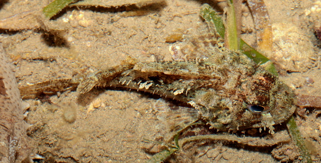 Parascorpaena picta poisson scorpion peint Nouvelle-Calédonie