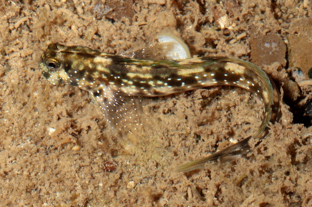 Praealticus bilineatus Blennie sauteur à points blancs Nouvelle-Calédonie plongée Bourail