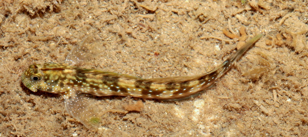 Praealticus bilineatus White-dotted rockskipper New Caledonia scuba diving Bourail