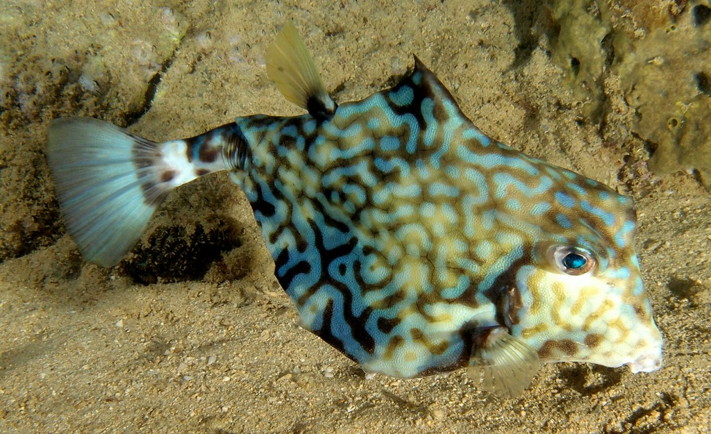 Tetrosomus gibbosus Poisson-coffre pyramide Nouvelle-Calédonie Bosse sur face dorsale