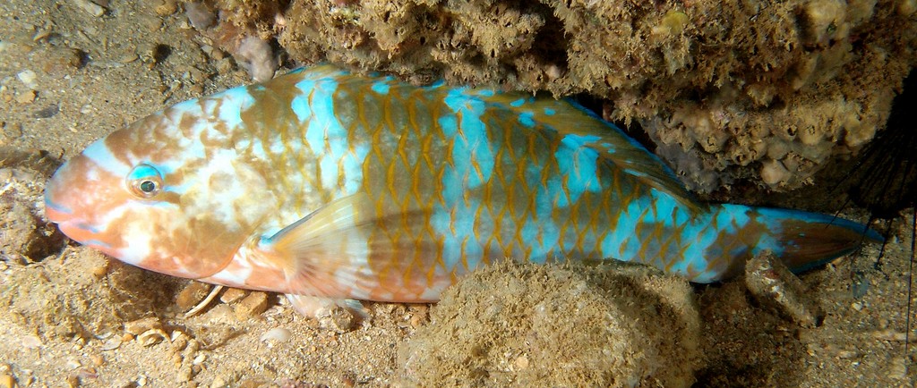 Scarus ghobban Flame-breasted parrot-fish New Caledonia blue dorsally and yellow on the sides night picture