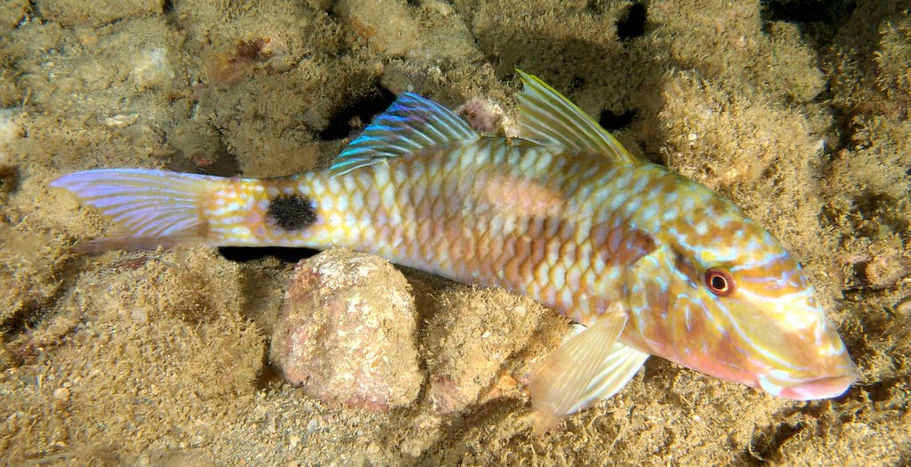 Parupeneus indicus Sultan Ibrahim Indian goatfish New Caledonia
