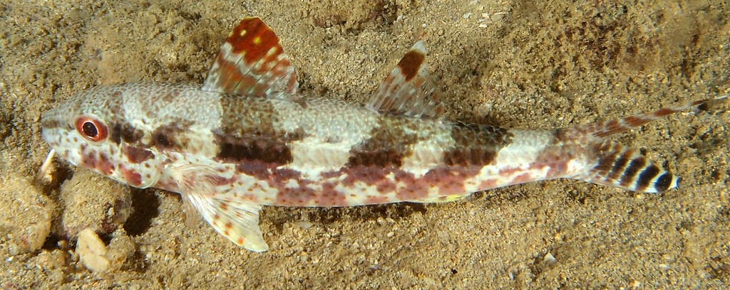 Upeneus tragula rouget à bandes sombres Nouvelle-Calédonie poisson mullidae famille