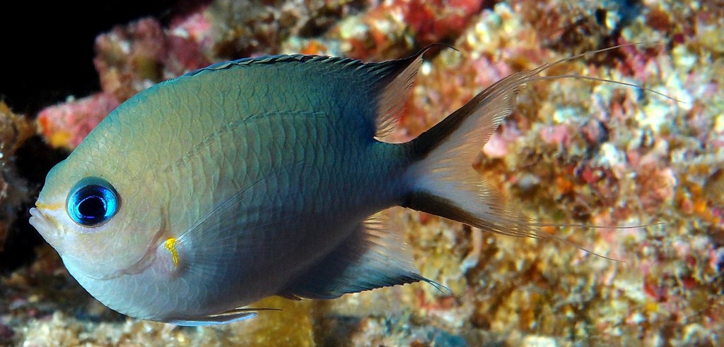 Pycnochromis amboinensis Ambon puller New Caledonia lagoon fish