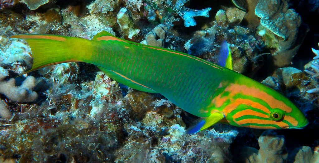 Thalassoma lutescens female New Caledonia fish lagoon reef