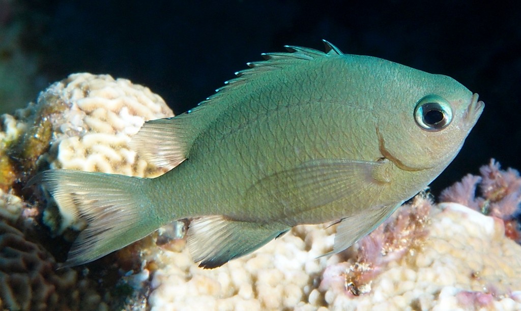 Azurina lepidolepis Scaly chromis New Caledonia black tips on the dorsal fin rays