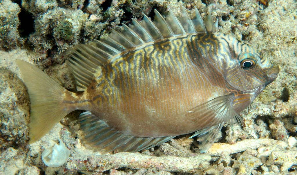 Siganus doliatus 大瓮篮子鱼 新喀里多尼亞 夜间摄影