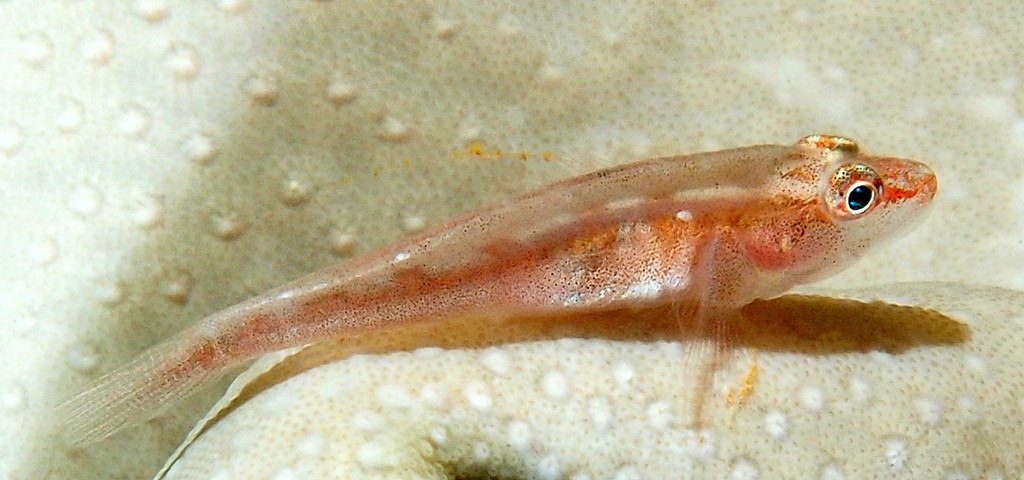 Pleurosicya mossambica Gobie nain du Mozambique Nouvelle-Calédonie famille de gobiidae