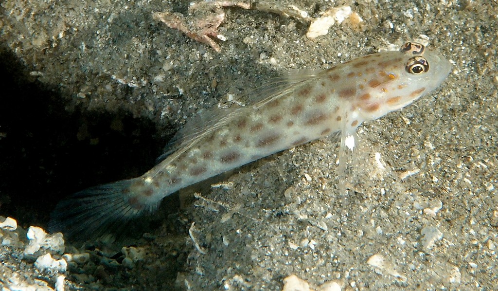 Ctenogobiops mitodes  filamentous second dorsal spine of adults New Caledonia