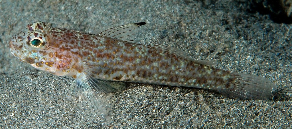 Ancistrogobius yoshigoui イトカケホオカギハゼ ニューカレドニア