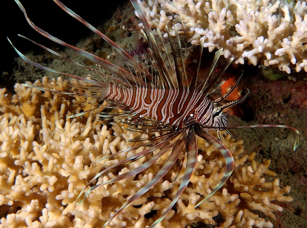 Pterois volitans Hana-minokasago Ominokasago ハナミノカサゴ ニューカレドニア