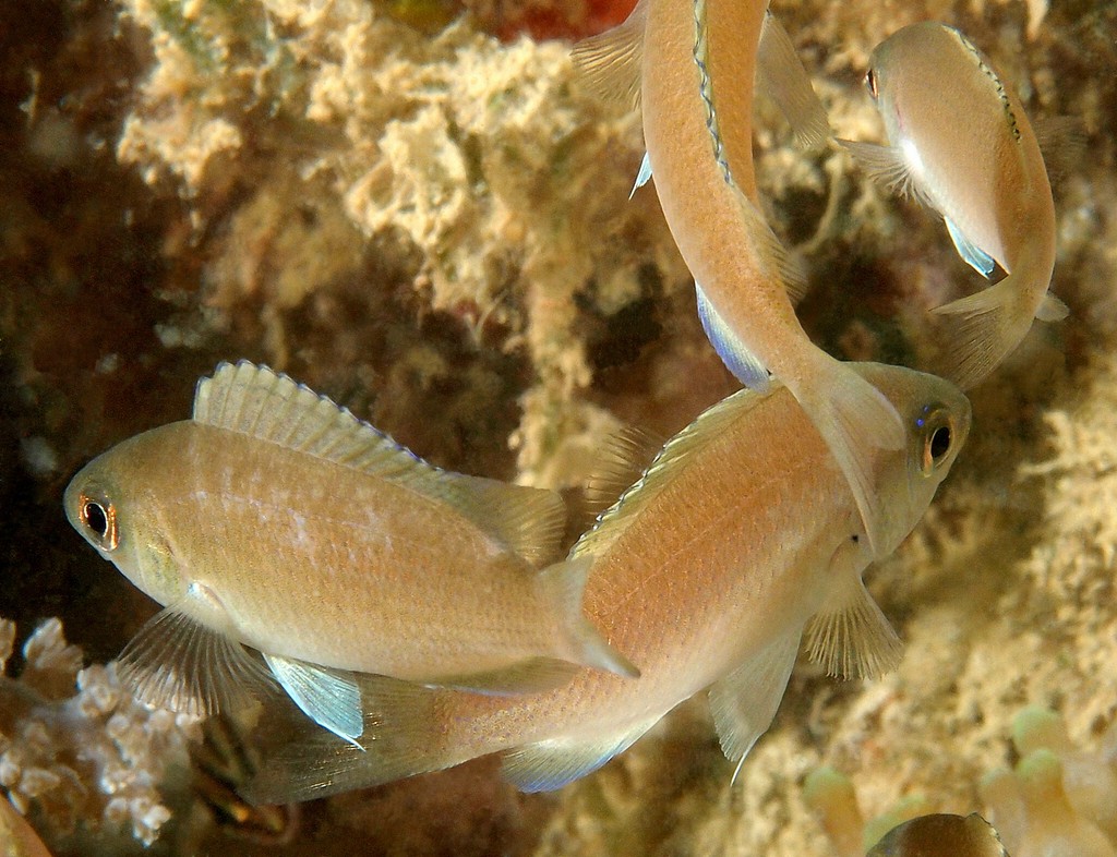 Pristotis obtusirostris Roaming damsel New Caledonia deep-black spot superiorly in the axil of the pectoral