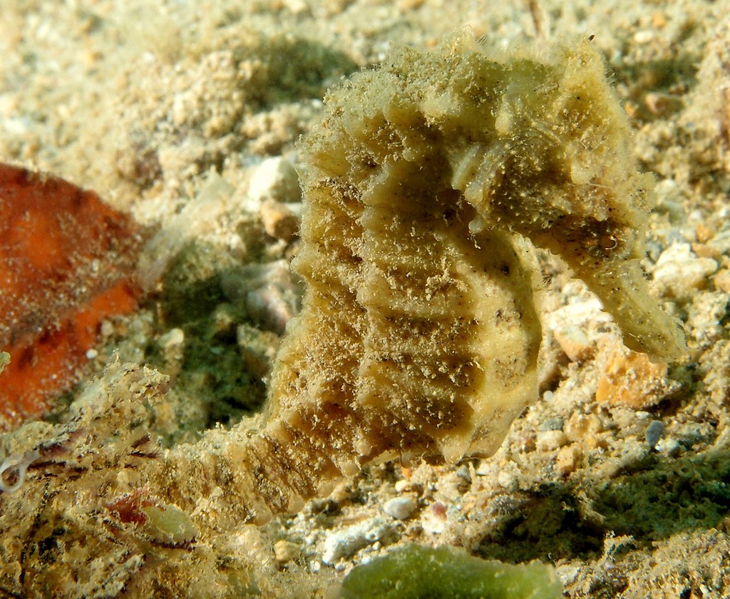 Hippocampus taeniopterus Hippocampe femelle étant souvent de couleur jaune Nouvelle-Calédonie