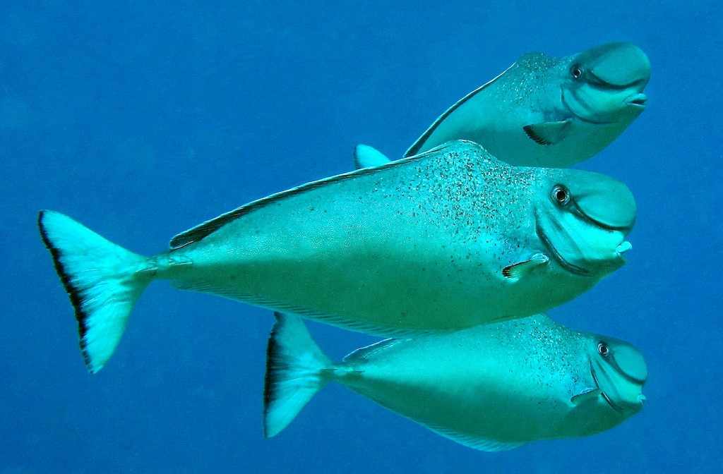 Naso tonganus Nason loupe Nouvelle-Calédonie