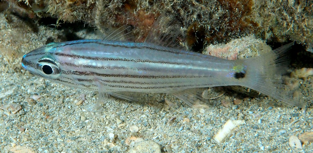 Cheilodipterus artus Wolf cardinalfish New Caledonia Night dive