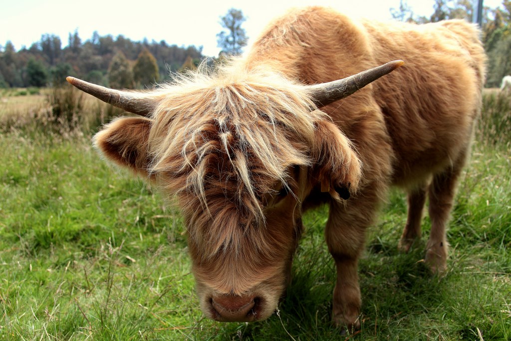 VACHE HIGHLAND VACHE HIGHLAND