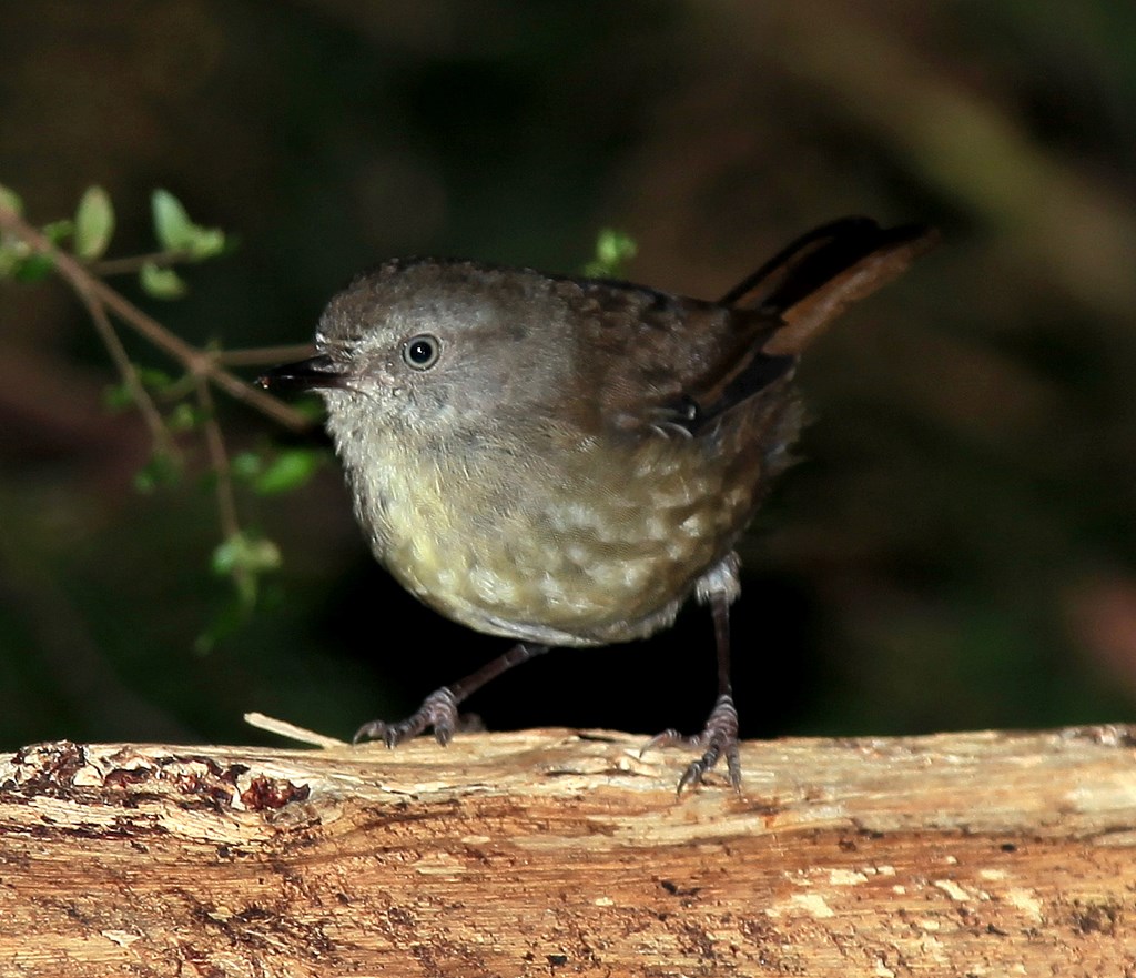 Tasmanian Thornbill Acanthiza ewingii Gould, 1844 Tasmania Australia