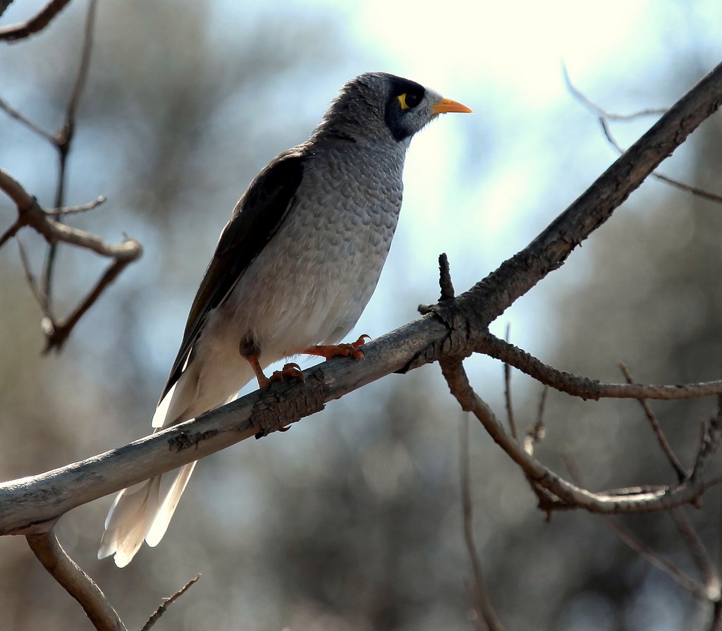 Manorina melanocephala noisy miner Tasmania Australia