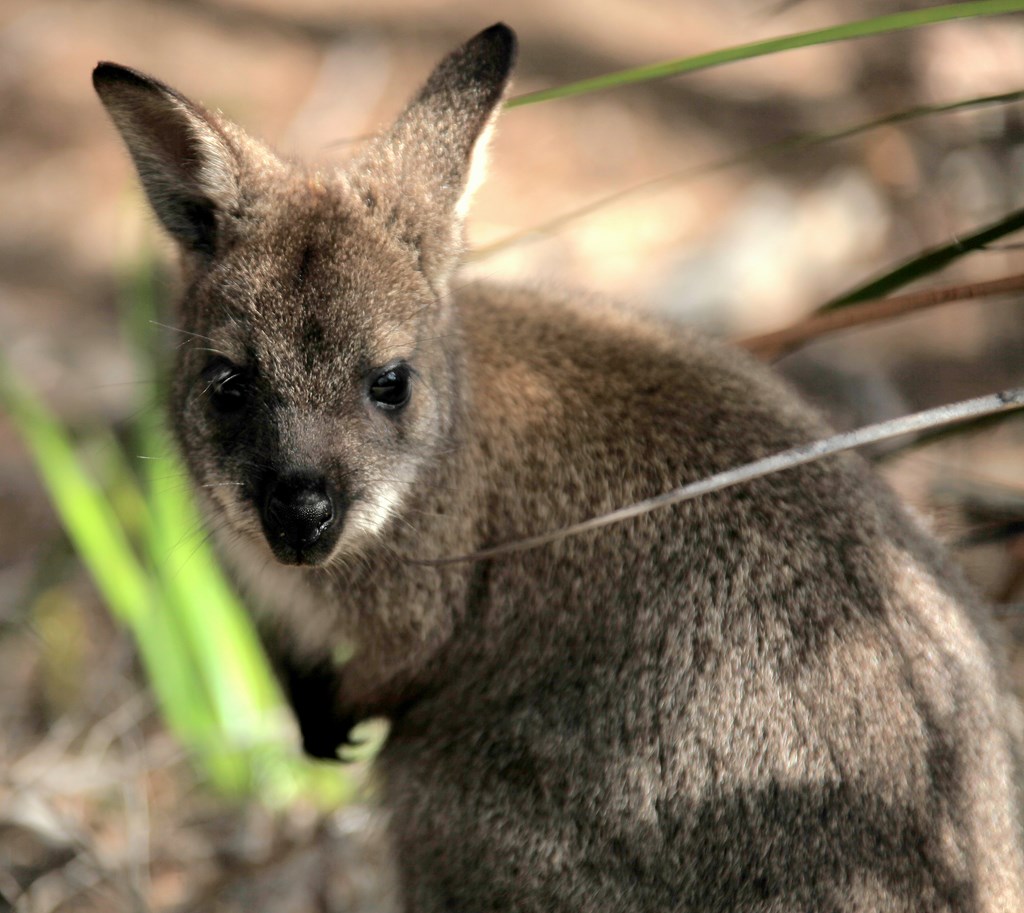 Thylogale billardierii pademelon à ventre rouge de Tasmanie Kangourou Australie