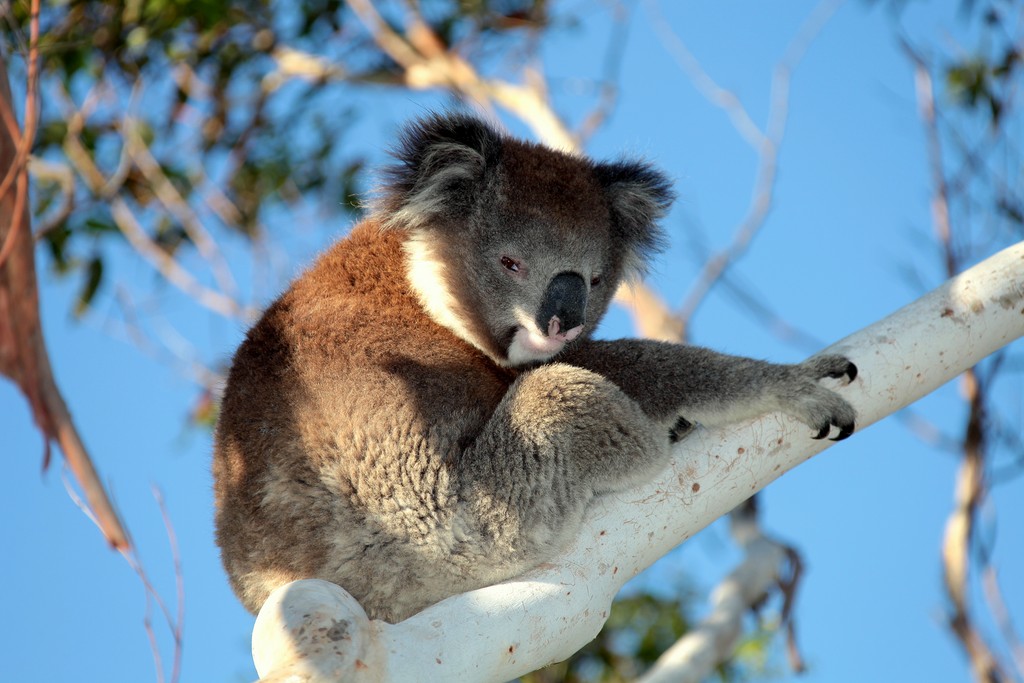Koala arboreal herbivorous marsupial native animal to Australia Great Ocean Road Victoria