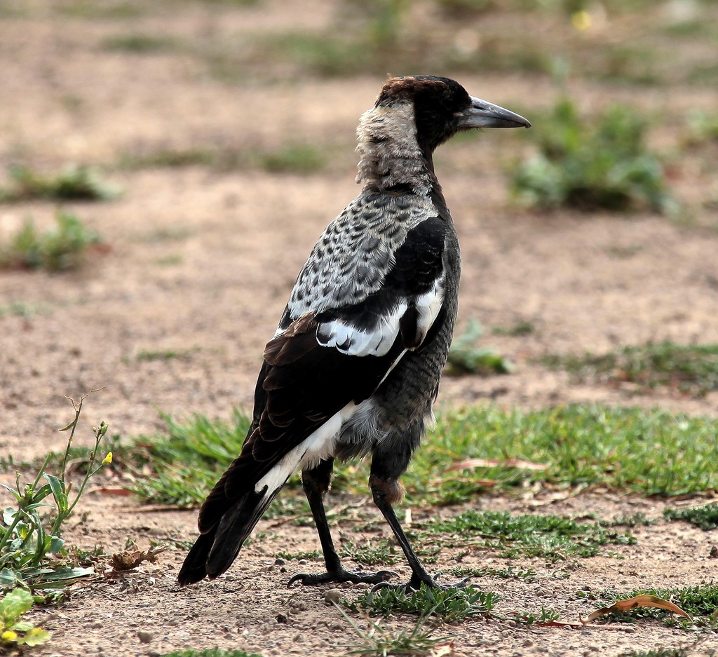 Gymnorhina tibicen Australian Magpie black and white passerine bird native to Australia