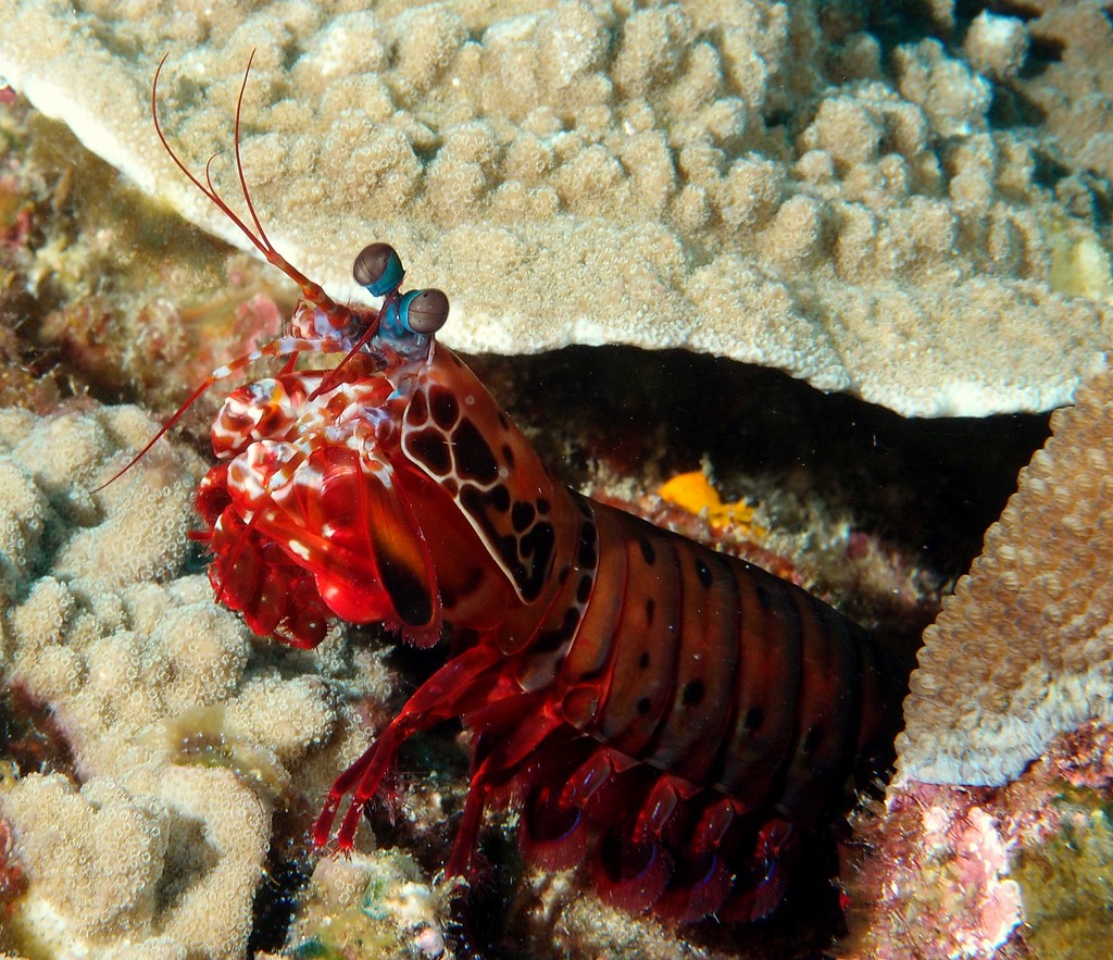Odontodactylus scyllarus green in colour, with orange legs and leopard-like spots on the anterior carapace New Caledonia