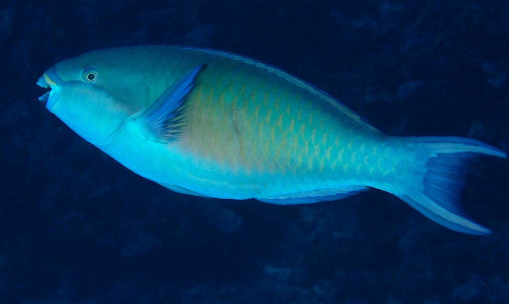 Scarus forsteni Perroquet mauve Nouvelle-Calédonie