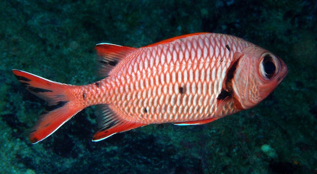 Myripristis berndti Blotcheye soldierfish New Caledonia Lower jaw of adults prominently projecting