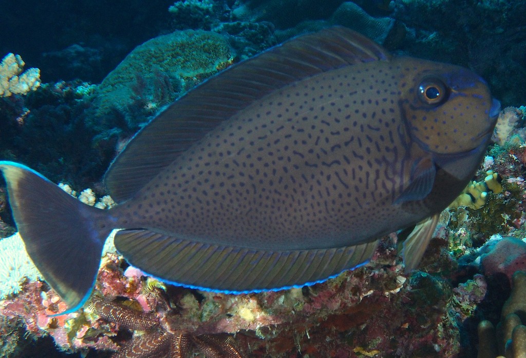 Naso vlamingii Bignose unicornfish New Caledonia body with vertical blue lines