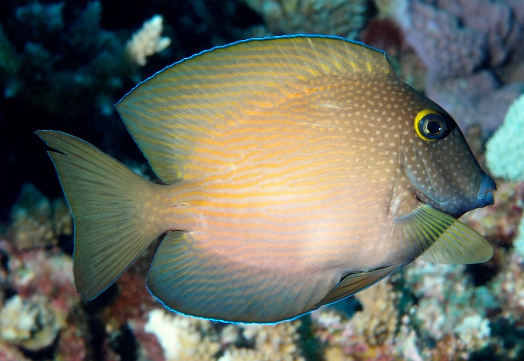 Ctenochaetus cyanocheilus chirurgien à lèvres bleues Nouvelle-Calédonie poisson du lagon