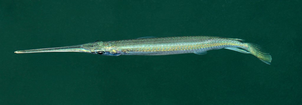Zenarchopterus dispar Feathered river-garfish New Caledonia anal rays of adult males greatly thickened and elongated