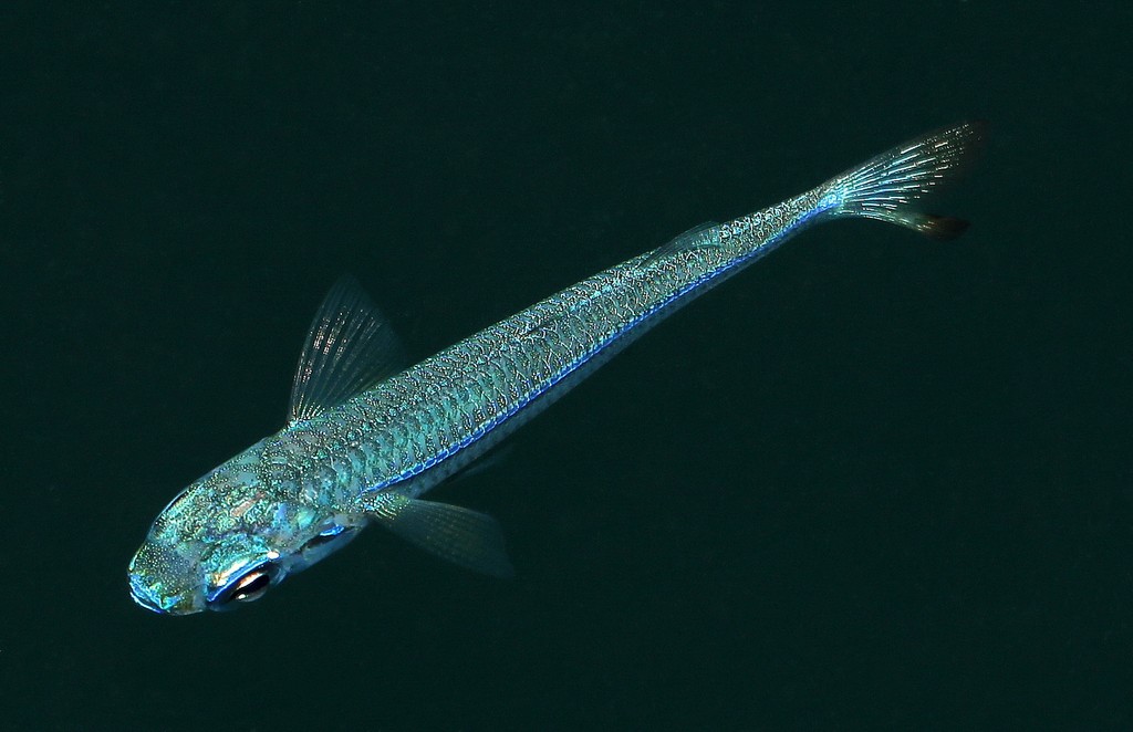 Atherinomorus lacunosus Wide-banded hardyhead silverside New Caledonia
