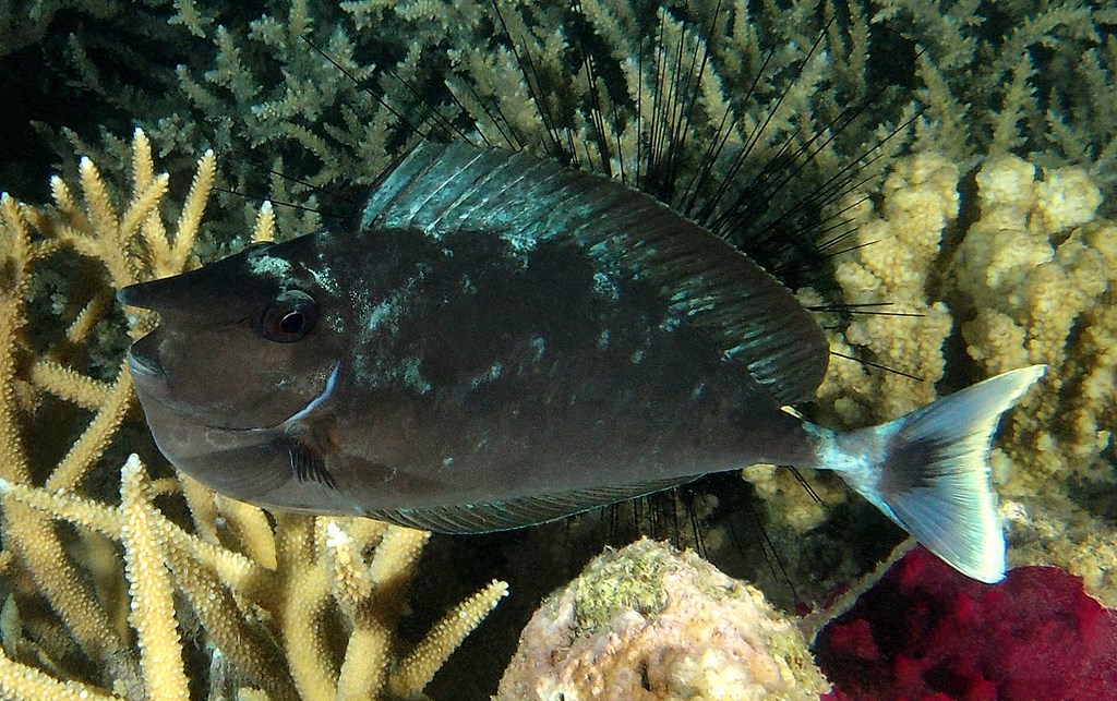 Naso brevirostris Lined unicornfish New Caledonia diagonal lines on horn