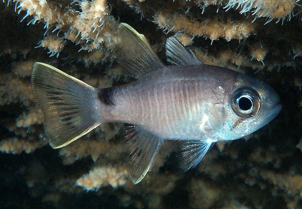 Nectamia savayensis Samoan cardinalfish New Caledonia dark saddle on the upper half of the caudal peduncle