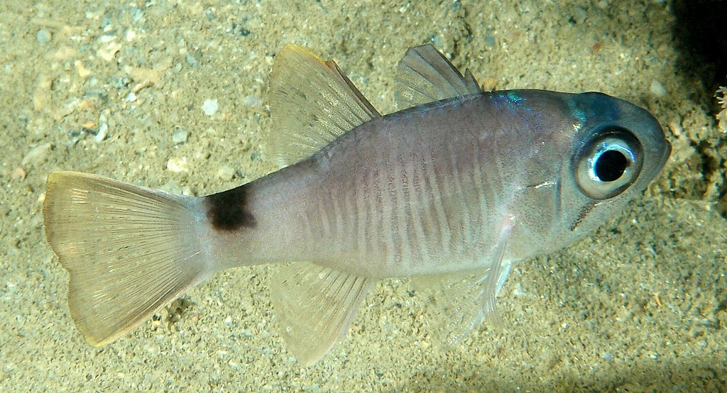 Nectamia savayensis Cardinal fantôme Nouvelle-Calédonie