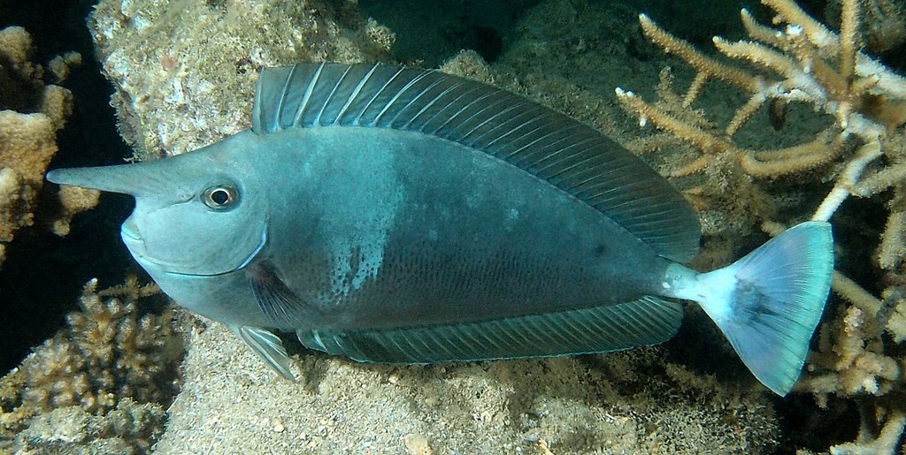 Naso brevirostris Spotted unicornfish New Caledonia diving underwater picture lagoon