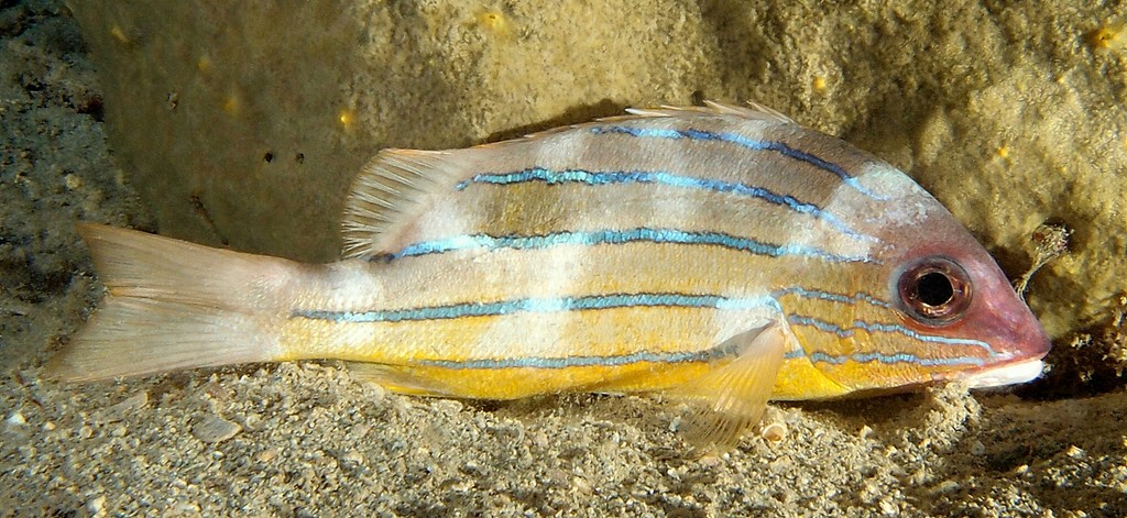Lutjanus quinquelineatus Blue-banded snapper New Caledonia Body moderately deep