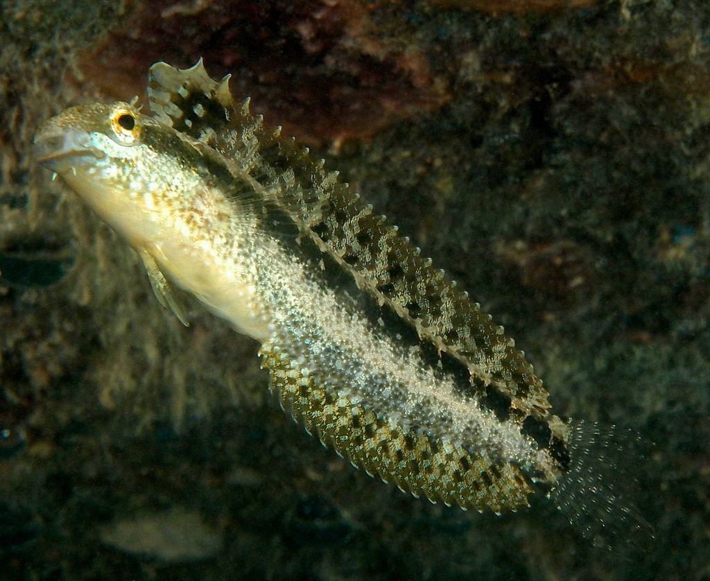 Petroscirtes lupus Wolf fangbelly New Caledonia scuba diving underwater