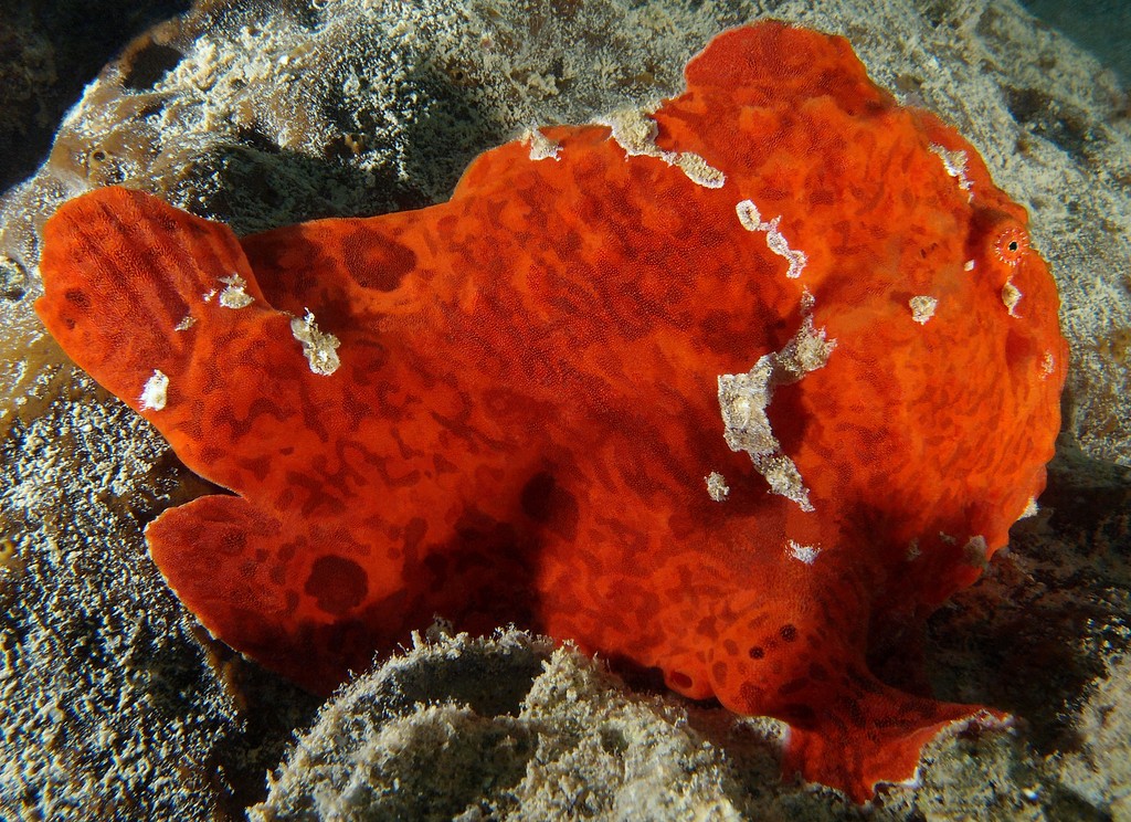 Antennarius commerson 康氏躄鱼 新喀里多尼亞