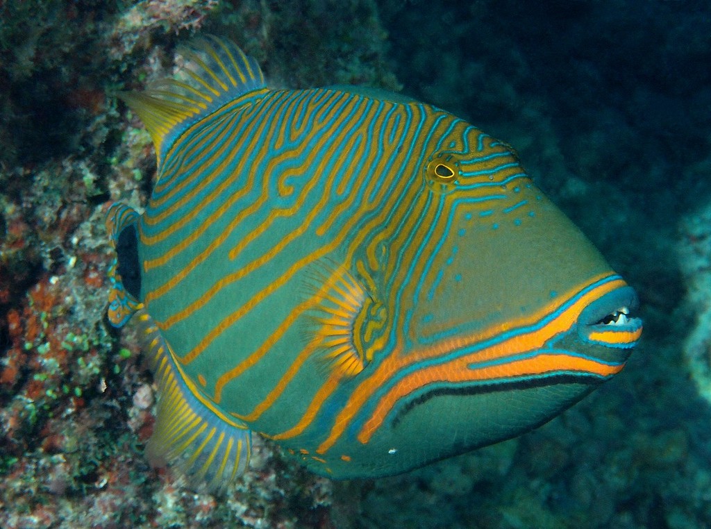 Balistapus undulatus Orange-lined triggerfish New Caledonia oblique curved orange lines